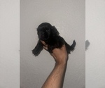 Small Photo #1 Shih Tzu Puppy For Sale in DALLAS, TX, USA