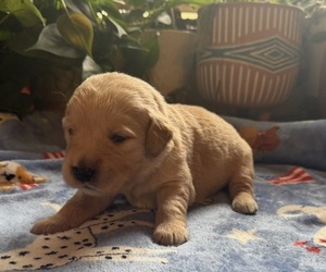 Medium Golden Retriever