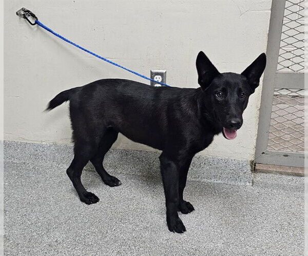 Medium Photo #1 German Shepherd Dog-Unknown Mix Puppy For Sale in Pasadena, TX, USA