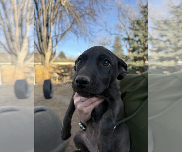 Medium Photo #4 Mutt Puppy For Sale in Fort Collins, CO, USA