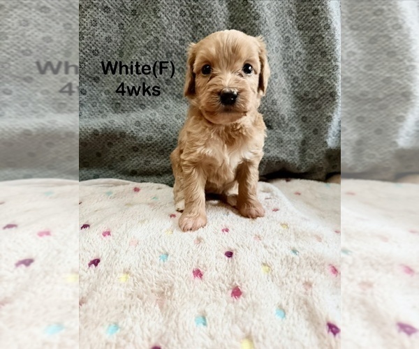 Medium Photo #14 Goldendoodle (Miniature) Puppy For Sale in ELBERT, CO, USA