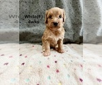 Small #13 Goldendoodle (Miniature)
