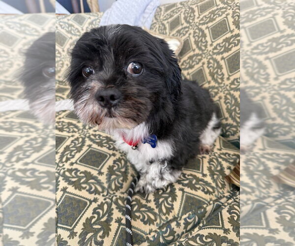 Medium Photo #4 Lhasa Apso-Unknown Mix Puppy For Sale in Mundelein, IL, USA
