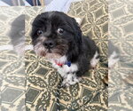 Small Photo #4 Lhasa Apso-Unknown Mix Puppy For Sale in Mundelein, IL, USA