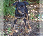Small #4 Dachshund-Italian Greyhound Mix