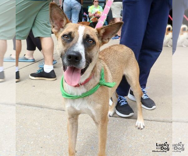 Medium Photo #16 Mutt Puppy For Sale in Washington, DC, USA