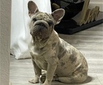 Small Photo #1 French Bulldog Puppy For Sale in HOUSTON, TX, USA
