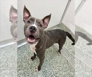 American Pit Bull Terrier-Unknown Mix Dogs for adoption in Salisbury, NC, USA