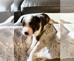 Puppy Cassie Boston Terrier-Jack Russell Terrier Mix