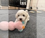 Puppy Gilbert Bichon Frise