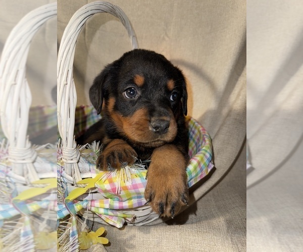 Medium Photo #1 Rottweiler Puppy For Sale in ALLENTOWN, PA, USA