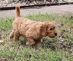 Small #4 Goldendoodle