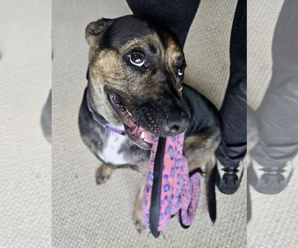 Medium Photo #17 Mutt Puppy For Sale in Mount Laurel, NJ, USA