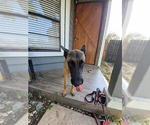 Mutt Dogs for adoption in San Antonio, TX, USA