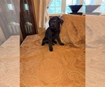 Small #6 Flat Coated Retriever