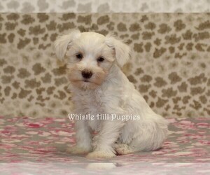 Schnauzer (Miniature) Puppy for sale in DENVER, PA, USA