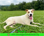 Small #3 German Shepherd Dog Mix