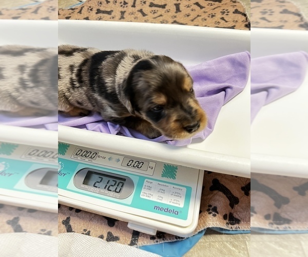 Medium Photo #19 Border Collie-Golden Retriever Mix Puppy For Sale in OVERLAND PARK, KS, USA