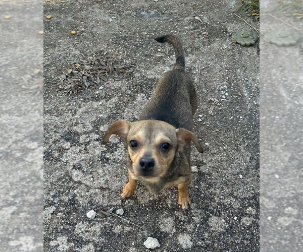 Medium Photo #2 Chiweenie Puppy For Sale in Oak Bluffs, MA, USA