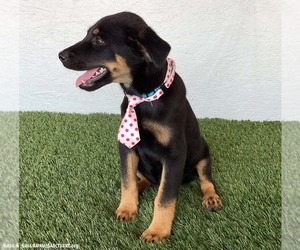 Ethan - Male Rottweiler-Unknown Mix Dog for Adoption - Photo #4