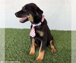 Small #3 Rottweiler Mix