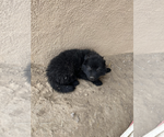 Small Photo #8 Wolf Hybrid Puppy For Sale in LAMAR, CO, USA