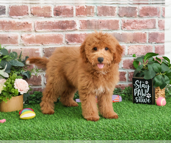 Medium Photo #10 Goldendoodle Puppy For Sale in SYRACUSE, IN, USA