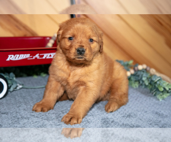 Medium Photo #8 Golden Retriever Puppy For Sale in BALTIC, OH, USA