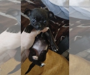 Chihuahua Puppy for sale in CASTLE HAYNE, NC, USA