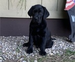 Puppy Jaz Labrador Retriever