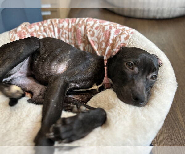 Medium Photo #4 Mutt Puppy For Sale in Mundelein, IL, USA