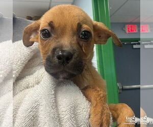 Medium Labrador Retriever-Retriever  Mix