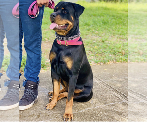 Rottweiler Puppy for Sale in MIAMI, Florida USA