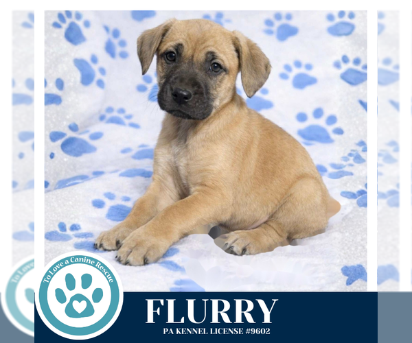 Medium Photo #1 Labrador Retriever-Unknown Mix Puppy For Sale in Kimberton, PA, USA