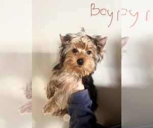 Yorkshire Terrier Puppy for sale in SAVAGE, MN, USA
