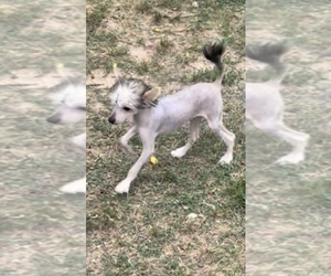 Chinese Crested Puppy for sale in FORT SMITH, AR, USA
