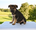 Small #1 German Shepherd Dog