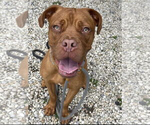 Boxer-Unknown Mix Dogs for adoption in Jackson , NJ, USA