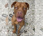 Small Boxer Mix