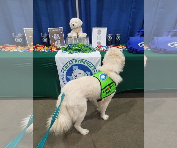 Medium Photo #20 Great Pyrenees-Unknown Mix Puppy For Sale in Houston, TX, USA