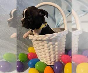 Boston Terrier Puppy for sale in KINGS MOUNTAIN, NC, USA