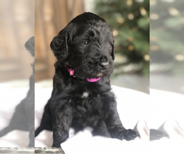 Medium Photo #1 Goldendoodle Puppy For Sale in LEOMA, TN, USA