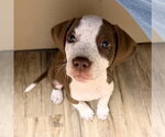 Small #2 Coonhound Mix