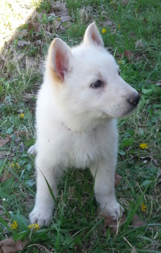 Medium Photo #1 German Shepherd Dog Puppy For Sale in ROLLA, MO, USA