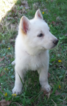 Small Photo #1 German Shepherd Dog Puppy For Sale in ROLLA, MO, USA