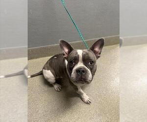 Bulldog-Unknown Mix Dogs for adoption in Las Vegas, NV, USA