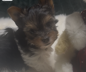 Medium Yorkshire Terrier