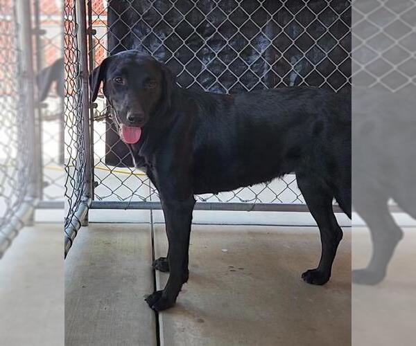 Medium Photo #1 Labrador Retriever-Unknown Mix Puppy For Sale in Redlands, CA, USA