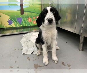Border Collie Dogs for adoption in Waco, TX, USA