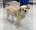 Small #1 Mutt